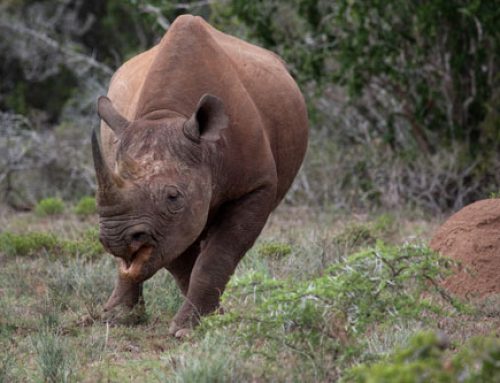 Addo Black Rhino Charge