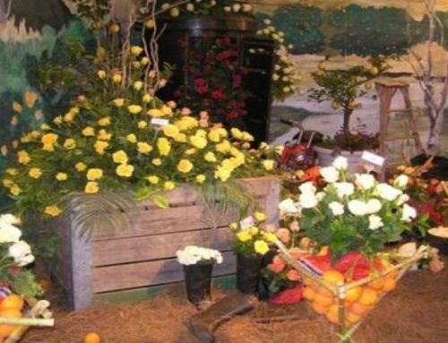 Addo Rose and Garden Show